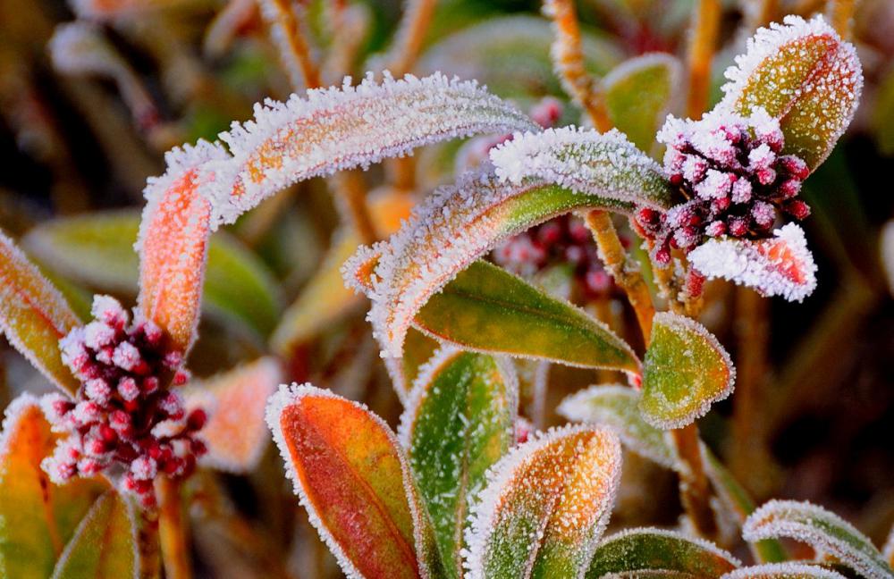 3rd Winter berries - Ian Scotland